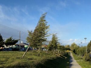 Decretan Alerta Temprana por ráfagas de viento de hasta 100 km/h para este fin de año