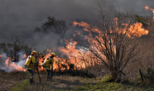 Incendio forestal en Melipilla consume más de 1.800 hectáreas y destruye cinco viviendas