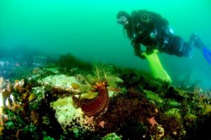 Expedición chilena bucea bajo el hielo antártico para descifrar el futuro de la vida marina