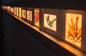 Exposición sensorial invita a sumergirse en el universo de las algas
