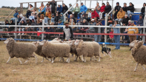 Las tradiciones magallánicas se congregarán en Festival de la Esquila