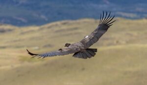 Tres cóndores andinos son liberados en el Parque Nacional Patagonia