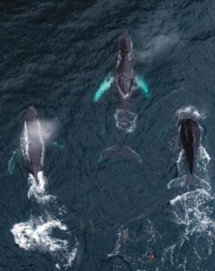 Solo Expediciones potencia su oferta de navegaciones con avistamiento de fauna y glaciares en Magallanes