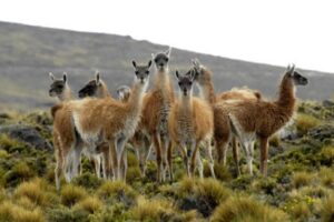 El plan de ASOGAMA para convertir al guanaco en motor económico de Magallanes