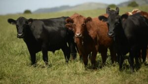 Balance Pecuario 2025: Magallanes produce más carne pese a caída en la faena ovina