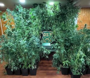 OS7 desarticula millonario cultivo de marihuana en el sector sur de Punta Arenas
