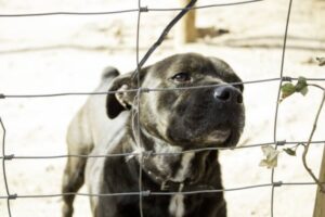 Mascota Alerta denunciará a la Municipalidad de Punta Arenas por falta de servicio ante grave caso de maltrato