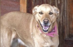 Más de 130 perros han sido adoptados a través del canil municipal en los últimos dos años
