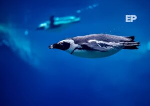 Chile inicia proceso para declarar Monumento Natural al pingüino de Humboldt