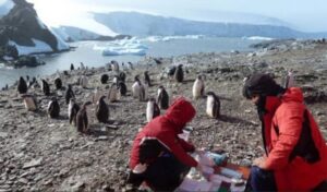 Refuerzan vigilancia científica en la Antártica tras detectar influenza aviar H5N1