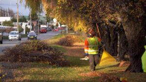 Punta Arenas en Línea amplía servicios con poda de árboles y corte de césped