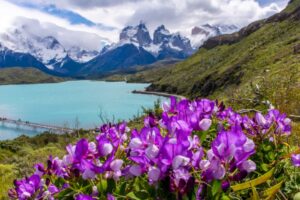 Detienen y formalizan a turista por encender cigarrillo en zona no habilitada de Torres del Paine