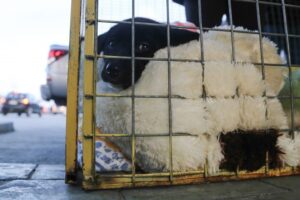 44 perritos del canil municipal de Punta Arenas buscan un hogar definitivo