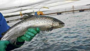 Cae la producción de salmón en Magallanes