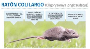 Seremi de Salud refuerza prevención contra el virus Hanta en Magallanes