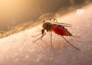 Confirman presencia del mosquito transmisor del dengue en el Aeropuerto Pudahuel