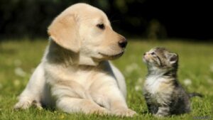 Nueva semana de atención primaria en la Clínica Móvil de Mascotas