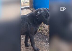 Terror en el sector Llau-Llau: Denuncian ola de disparos y mutilaciones contra mascotas