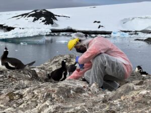 Vigilancia extrema en la Antártica ante el avance de la gripe aviar H5N1