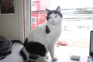 El Día del Gato y nuestro querido Don Covid: el colega más peludo de Pingüino Multimedia