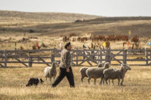 Primavera celebra la tradición en la XXVI Fiesta Campesina del Ovejero