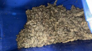 Hallan marihuana durante operativo de limpieza en sector San Juan