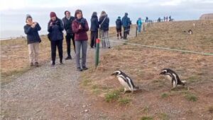 Disminución en colonia de pingüinos es un problema multifactorial