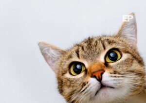 Día Internacional del Gato: celebración, adopción y tenencia responsable