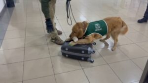 OS7 detiene a mujer con más de un kilo de cocaína en el Aeropuerto de Punta Arenas