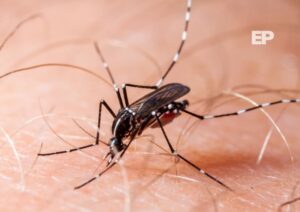 Alerta sanitaria en Rapa Nui: Salud confirma brote de dengue con casos autóctonos