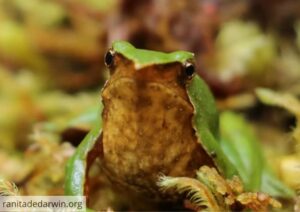 Luz verde para el Plan de Conservación de la Ranita de Darwin tras revisión del Gobierno