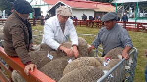 Expogama 2026: comienza la gran fiesta ganadera en Punta Arenas con entrada gratuita el fin de semana