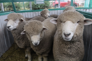 EXPOGAMA: Ganaderos fijan hoja de ruta ante crisis del abigeato y mercado de la lana