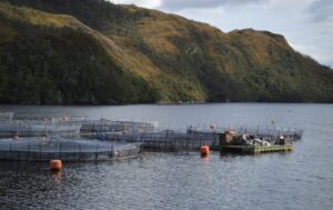 Formalizan a extrabajador de Nova Austral por millonario robo de salmones