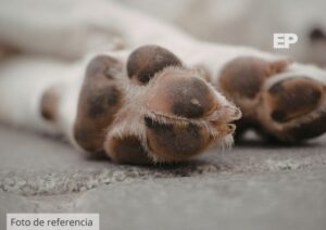Municipalidad informa accidente que involucró a funcionario y fallecimiento de mascota
