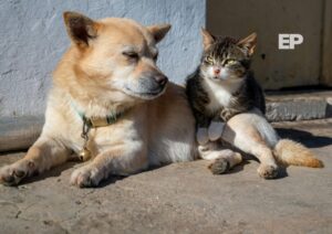 Punta Arenas abre agenda de atención veterinaria gratuita para marzo 2026