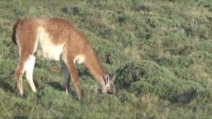 ¿Guanacos de oro? La polémica que enfrenta la