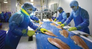Pesca en Magallanes crece 17,1 por ciento impulsada por la salmonicultura
