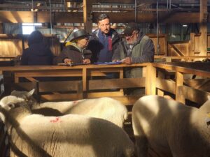 Día del Carnero de INIA Kampenaike potencia el rubro ovino regional