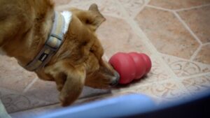 Centro de Rescate Canino Municipal recibe donación de juguetes para fortalecer bienestar animal en Punta Arenas