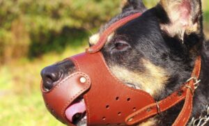 Dueño de perro deberá pagar casi 700 mil pesos tras brutal ataque a menor