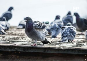 Liceo en Porvenir suspende clases por plaga de palomas