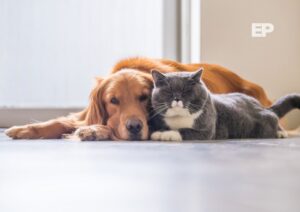 Punta Arenas abre inscripciones para operativos veterinarios gratuitos de abril 2026