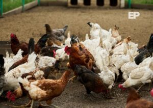 China suspende importación de aves chilenas por gripe aviar: afecta 15% del sector