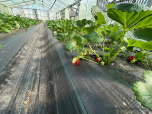 Productores de frutilla magallánica exigen apoyo para llegar hasta la tercera cosecha