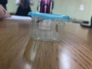 Liceo Sara Braun suspende clases por plaga de cucarachas y tijeretas