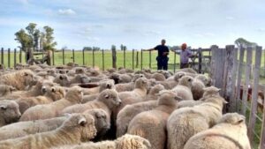 Leve caída en faenamiento ovino marca actividad pecuaria en Magallanes