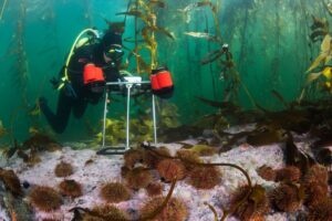 Megatransecto Patagonia: la ambiciosa investigación que busca proteger los bosques submarinos del sur