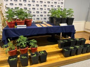 Formalizan por microtráfico y cultivo indoor de Marihuana a mecánico en Punta Arenas