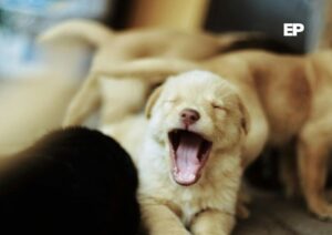 ¡Atención perruna en Punta Arenas! Nuevo operativo veterinario gratuito este sábado